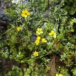 Ranunculus flabellaris Cvet