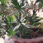 Podocarpus macrophyllus 葉