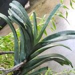 Angraecum sesquipedale Leaf