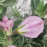 Ononis tridentata 花
