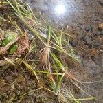 Isoetes lacustris Yaprak