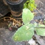 Brassica rapa Leaf