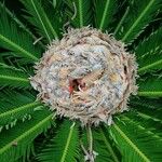 Cycas revoluta Fruit