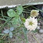 Trifolium hybridumFlor