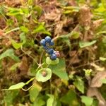 Persicaria perfoliata फल