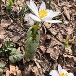 Sanguinaria canadensis Листок