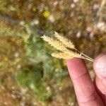Rostraria cristata Žiedas