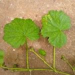 Althaea hirsuta Folha