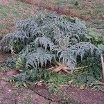 Cynara cardunculusFulla