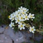 Saxifraga hostii Kukka