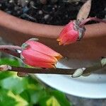 Graptopetalum bellum Flor