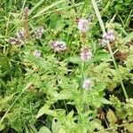 Mentha spicata Blüte