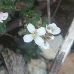 Cardamine resedifolia Floare