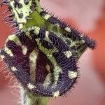 Aristolochia pilosa Flower