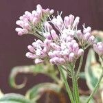 Eutrochium purpureum Flower