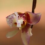 Polystachya lejolyana Flor