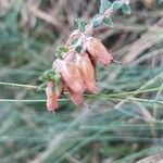 Erica ciliaris Fiore