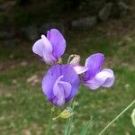 Lathyrus filiformis Květ