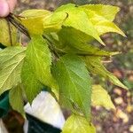 Celtis occidentalisLeaf