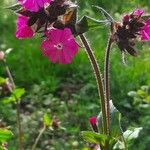 Silene pendula Blomma