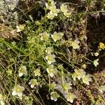 Saxifraga aspera Flower