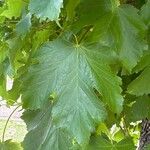 Acer heldreichii Leaf