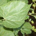 Allosidastrum pyramidatum Leaf