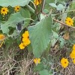 Tithonia tubaeformis পাতা