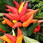 Capsicum annuum 果実