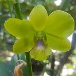 Dendrobium closterium Цвят