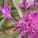 Centaurea jaceaBlüte