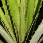 Bromelia karatas পাতা