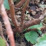 Pelargonium acetosum Bark