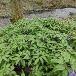 Cardamine glanduligera Costuma