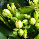 Kalanchoe blossfeldianaফুল