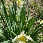 Narcissus spp. Yaprak