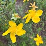 Hypericum balearicum Blüte