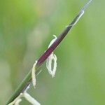 Nardus stricta Плод