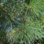 Pinus taeda Leaf