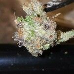 Cannabis indica Fruto