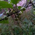 Solanum subinerme Leaf