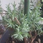 Lavandula angustifolia Ліст
