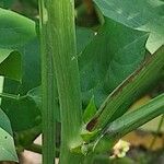 Vigna unguiculata Bark