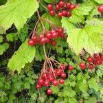 Viburnum opulusFruit