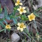 Linum strictum 花