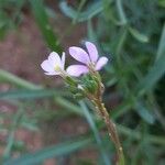Erucaria hispanica Λουλούδι