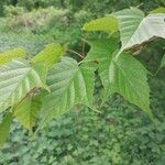 Acer capillipes List