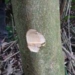 Discoglypremna caloneura Corteza
