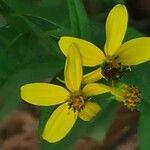 Coreopsis major Flor