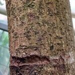 Cinnamomum verum Bark